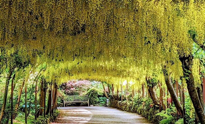 Golden flowers hang down from the world-famous Laburnum Arch at Bodnant Garden in Conwy, North Wales. Spring flowers and a wooden bench at the furthes